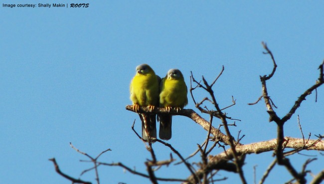 love birds in Bharatpur