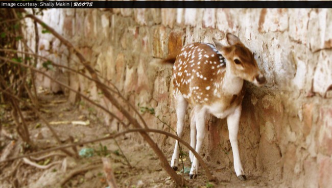 deer in Bharatpur